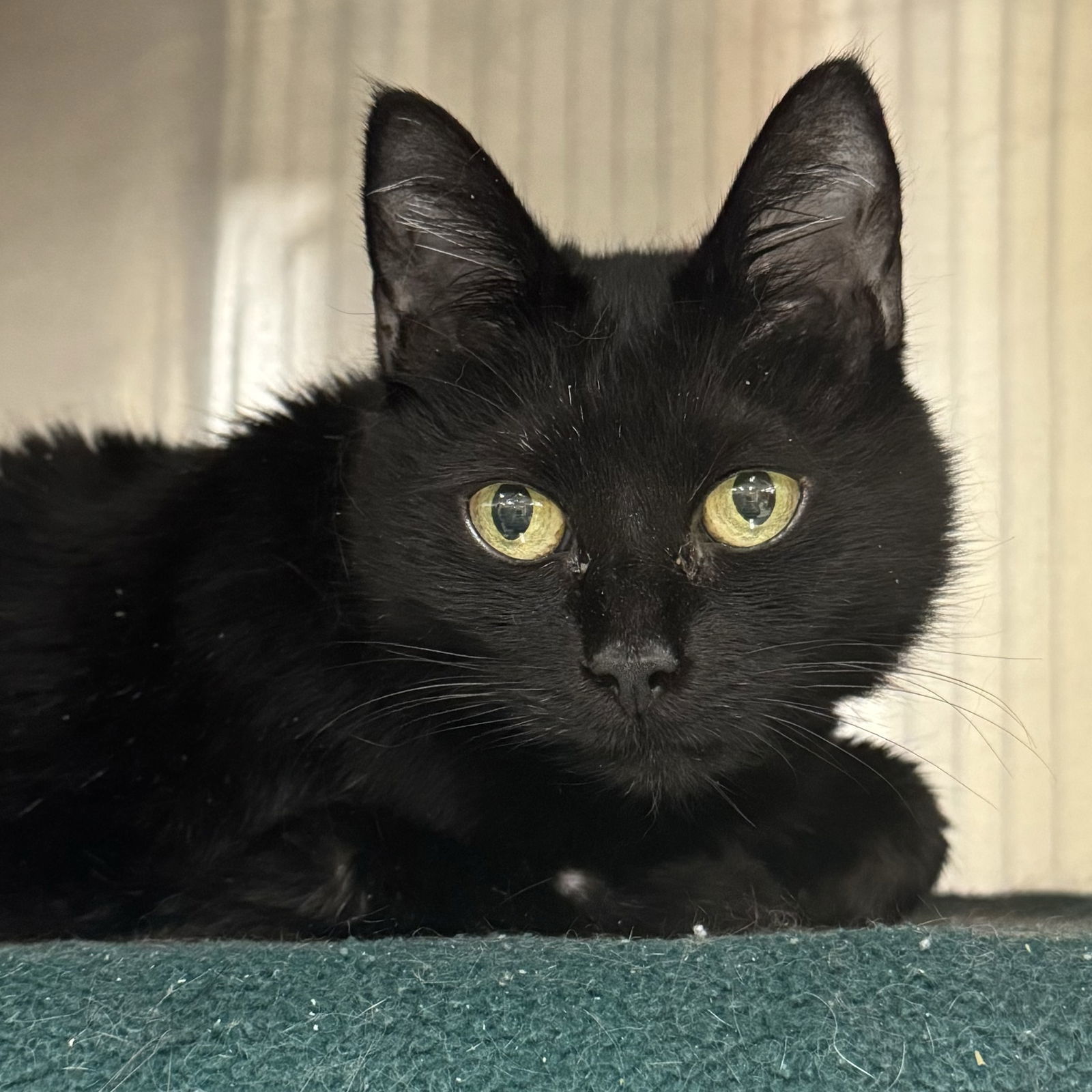 JoJo, an adoptable Domestic Short Hair, American Bobtail in Winchendon, MA, 01475 | Photo Image 2