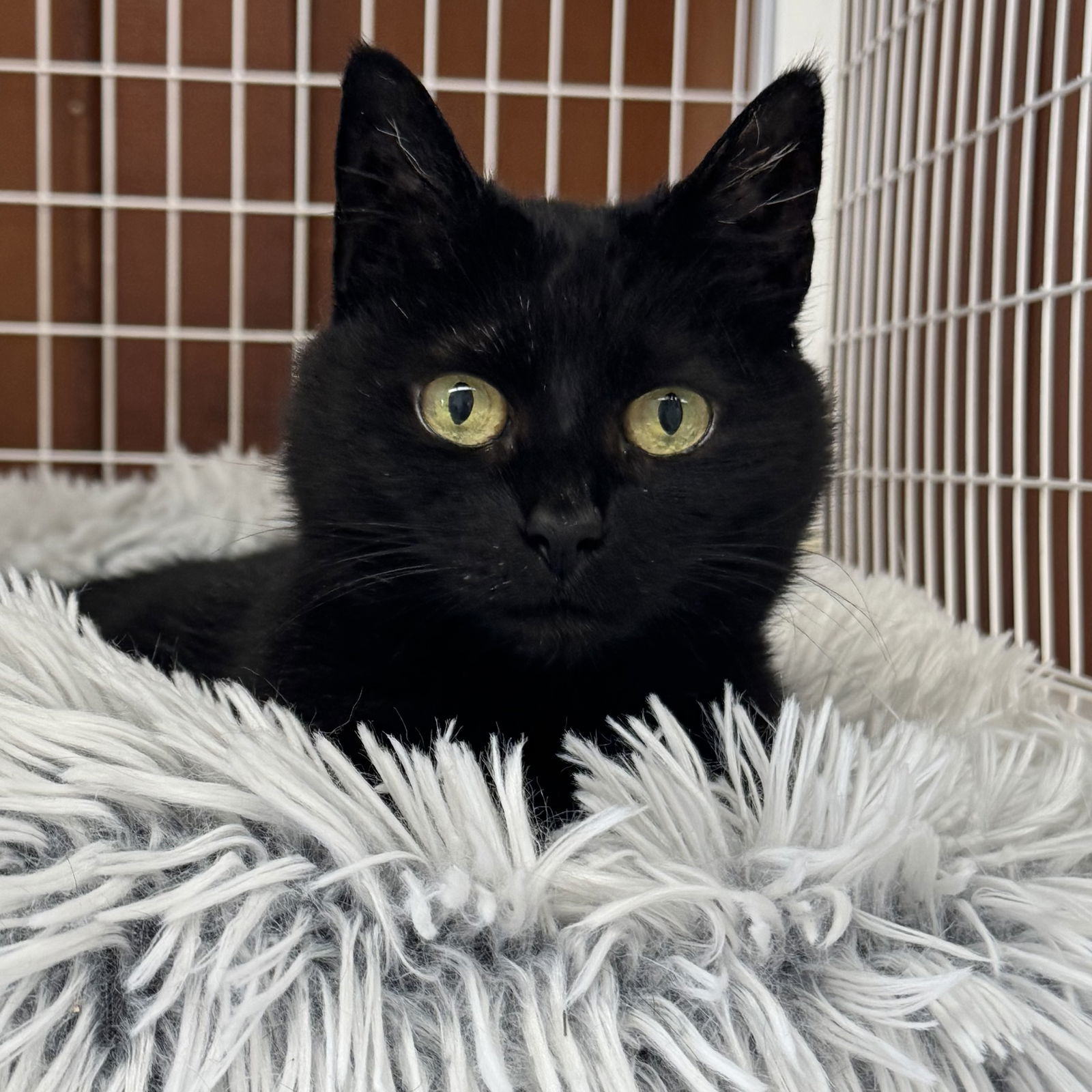 JoJo, an adoptable Domestic Short Hair, American Bobtail in Winchendon, MA, 01475 | Photo Image 3