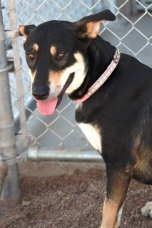 Mallory/lulu, an adoptable Shepherd in Kingman, AZ, 86401 | Photo Image 1