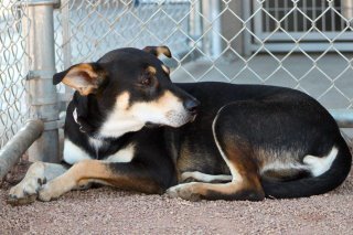 Mallory/lulu, an adoptable Shepherd in Kingman, AZ, 86401 | Photo Image 2