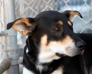 Mallory/lulu, an adoptable Shepherd in Kingman, AZ, 86401 | Photo Image 3