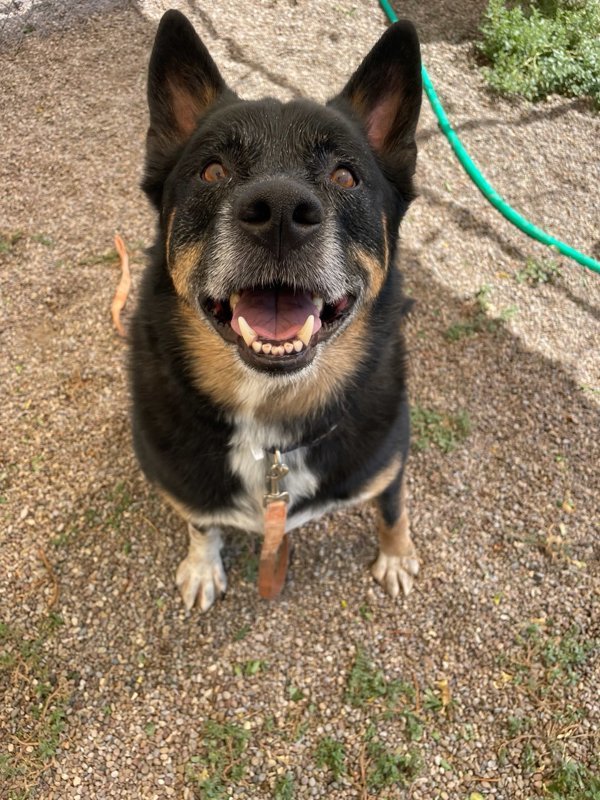 Denver, an adoptable Mixed Breed in Great Falls, MT, 59405 | Photo Image 1