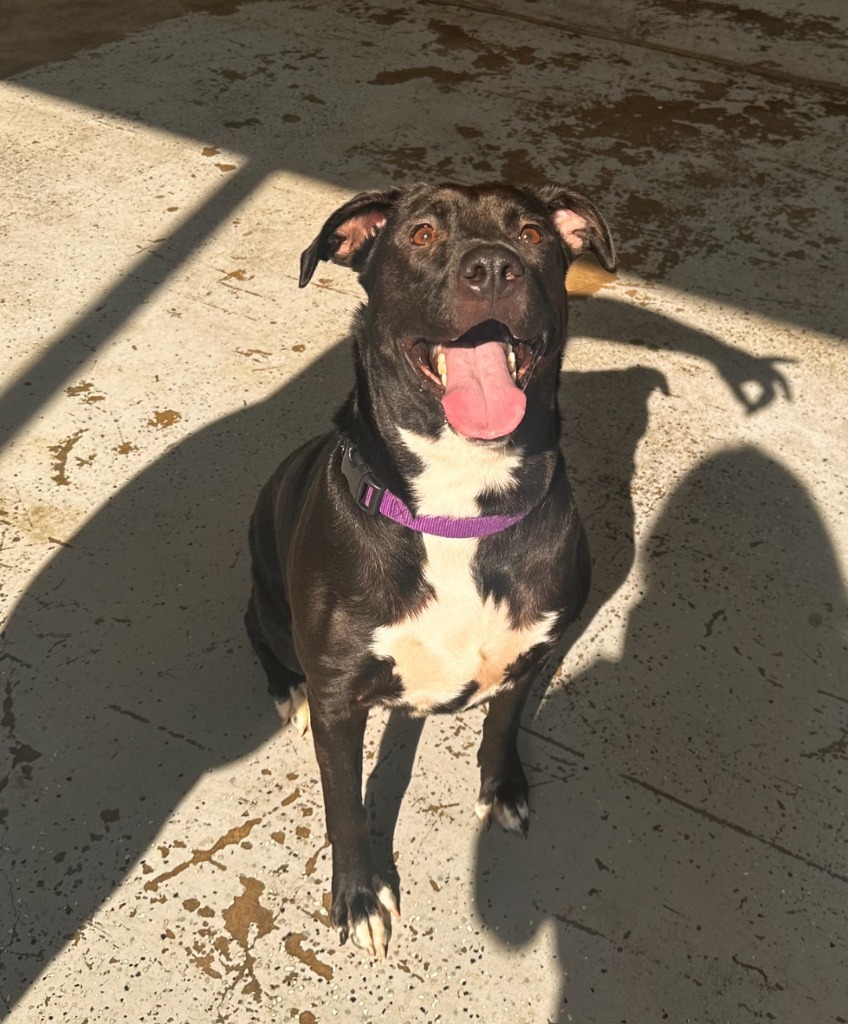 Maggie