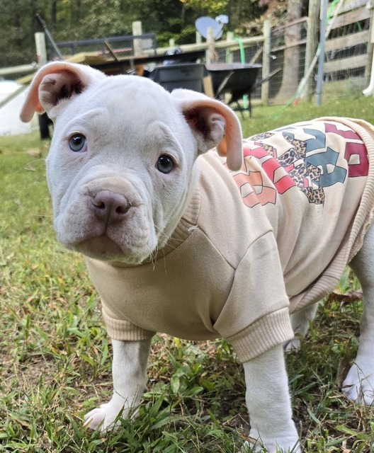 Guacamole (Taco Pups)