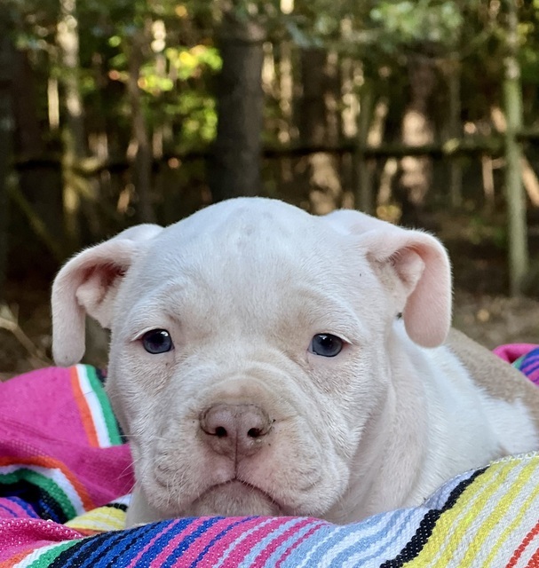 Guacamole (Taco Pups)