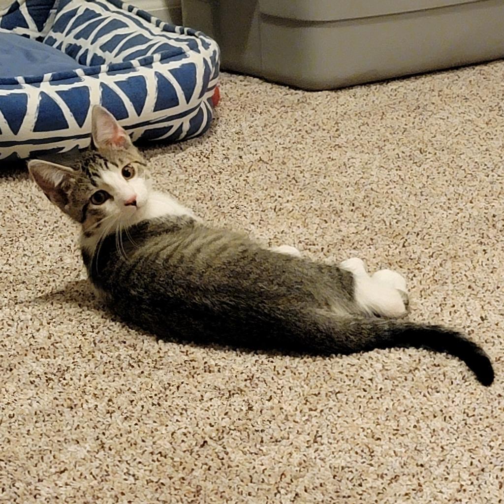 Patriot, an adoptable Domestic Short Hair in Bismarck, ND, 58507 | Photo Image 1