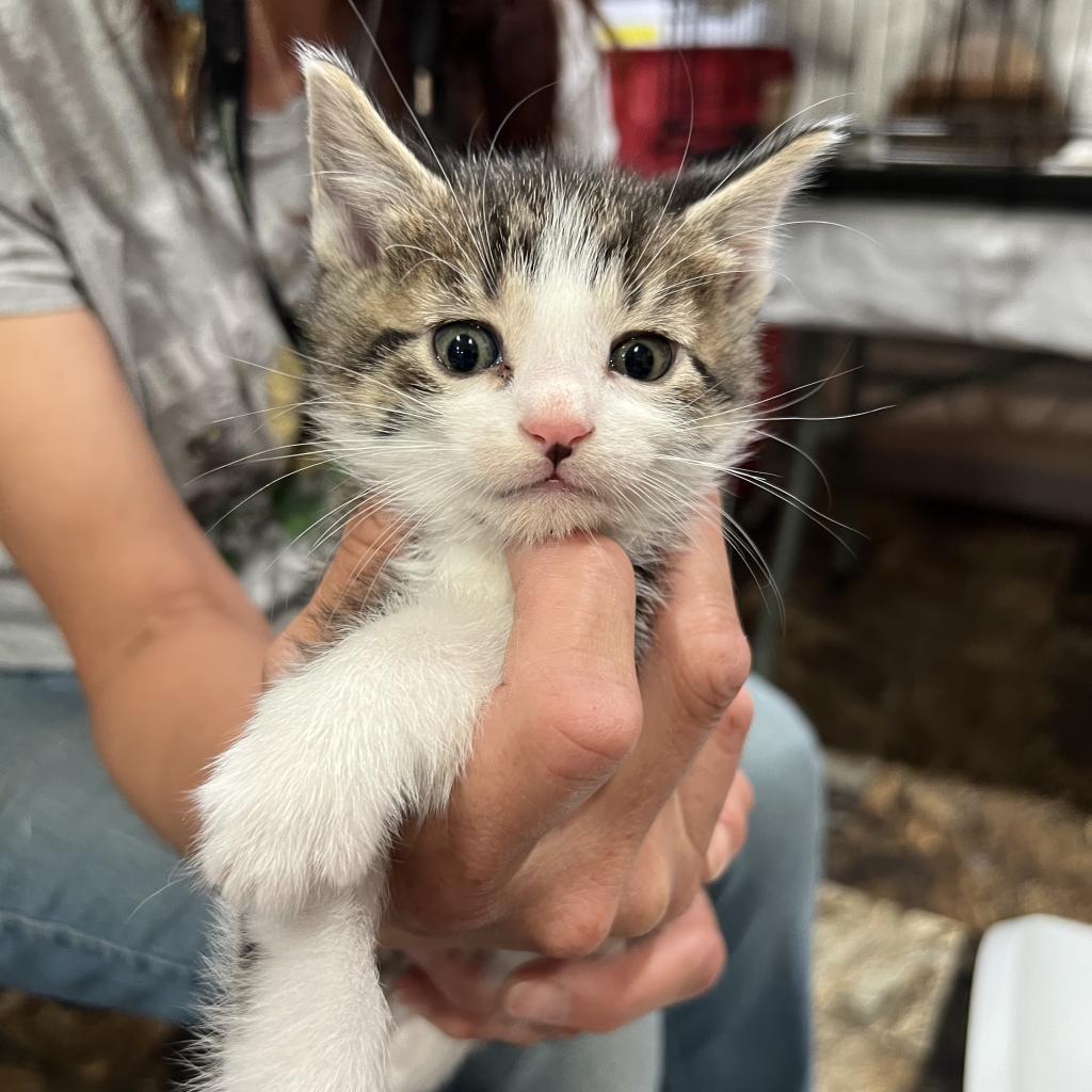 Patriot, an adoptable Domestic Short Hair in Bismarck, ND, 58507 | Photo Image 4