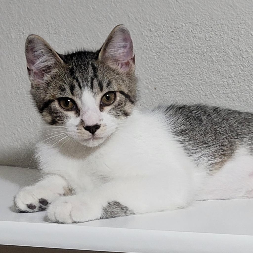 Liberty, an adoptable Domestic Short Hair in Bismarck, ND, 58507 | Photo Image 1