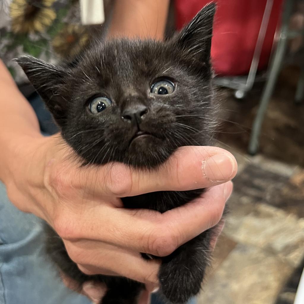 Freedom, an adoptable Domestic Short Hair in Bismarck, ND, 58507 | Photo Image 3