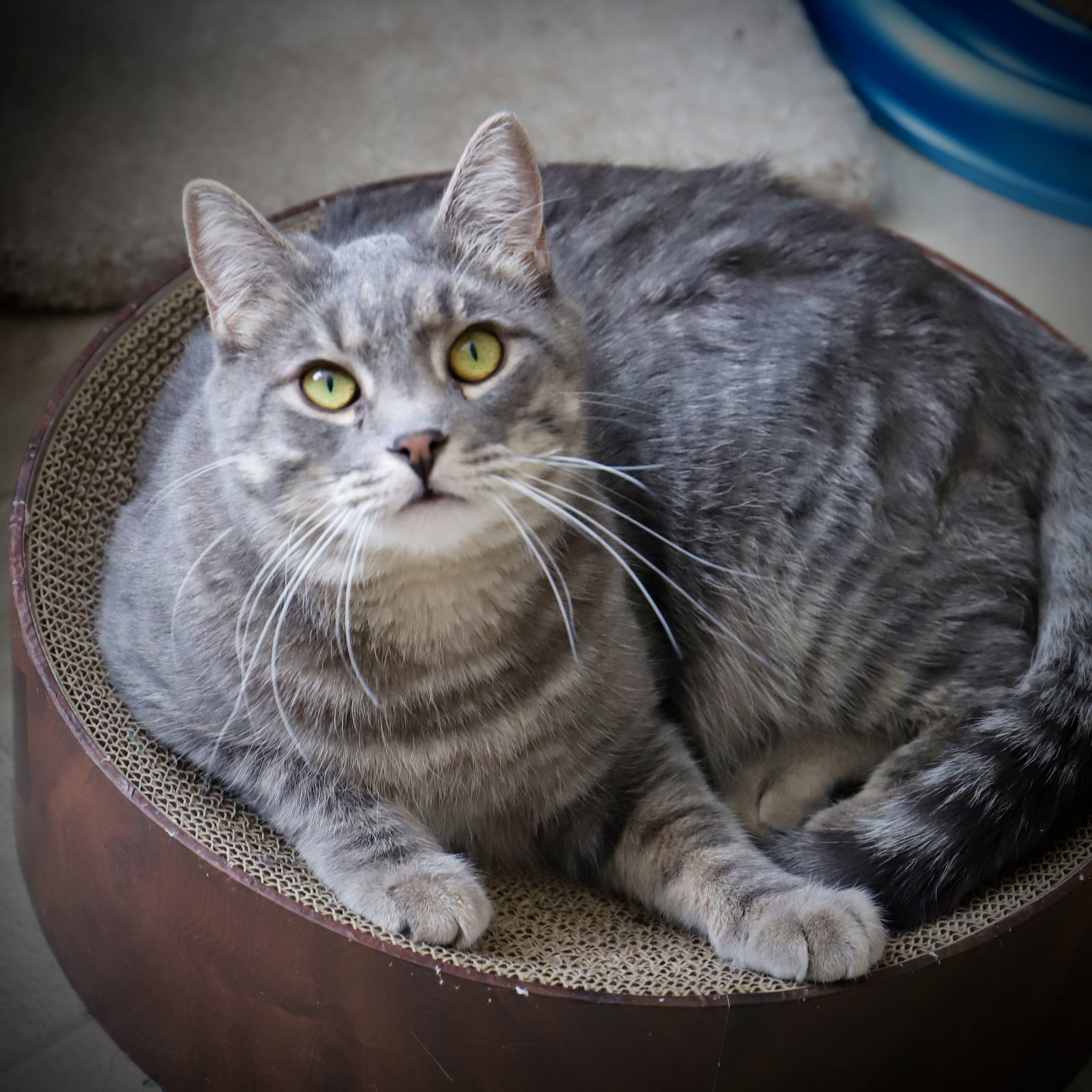 Kian, an adoptable Domestic Short Hair in Laramie, WY, 82073 | Photo Image 1