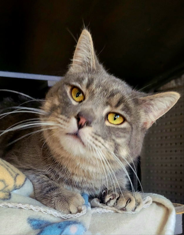 Kian, an adoptable Domestic Short Hair in Laramie, WY, 82073 | Photo Image 2