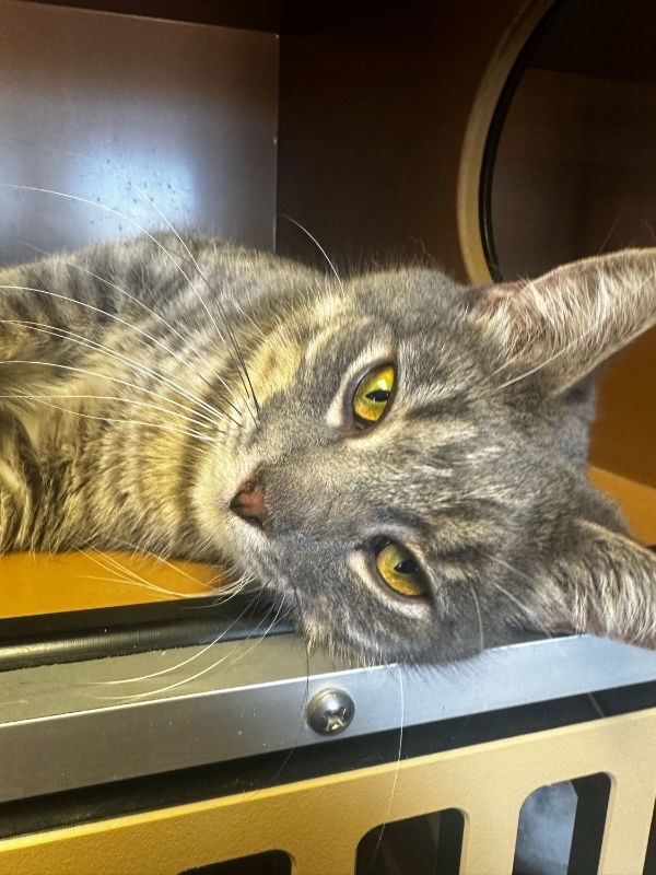 Kian, an adoptable Domestic Short Hair in Laramie, WY, 82073 | Photo Image 3