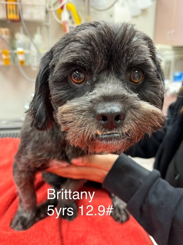 Brittany, an adoptable Havanese, Shih Tzu in San Diego, CA, 92130 | Photo Image 1