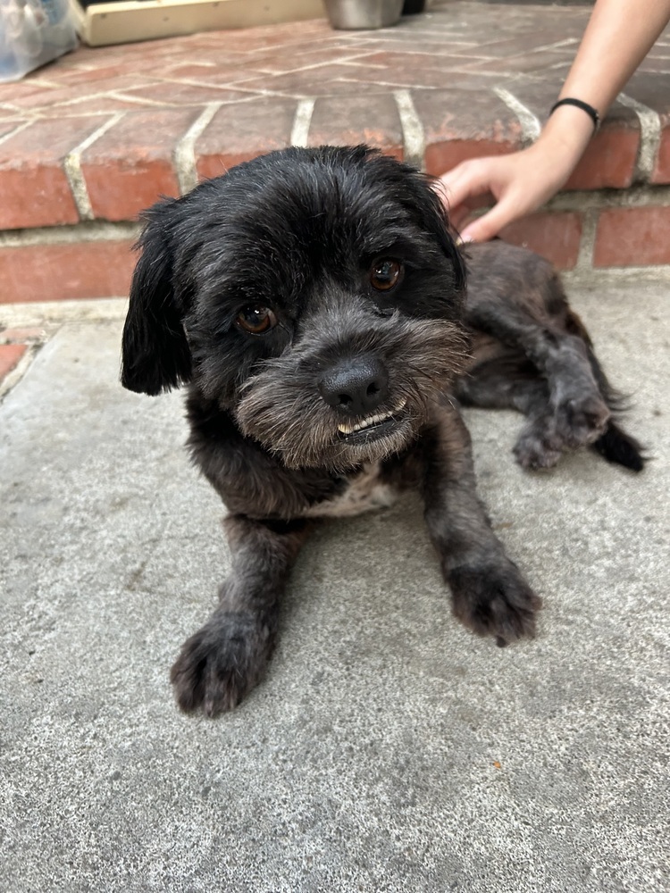 Brittany, an adoptable Havanese, Shih Tzu in San Diego, CA, 92130 | Photo Image 2