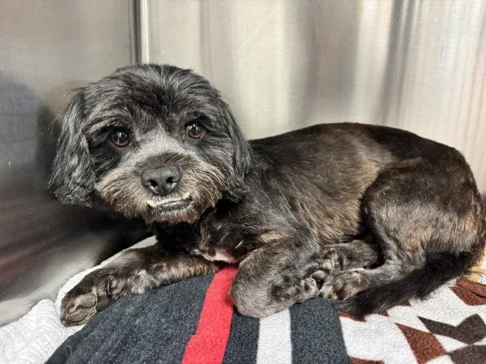 Brittany, an adoptable Havanese, Shih Tzu in San Diego, CA, 92130 | Photo Image 3