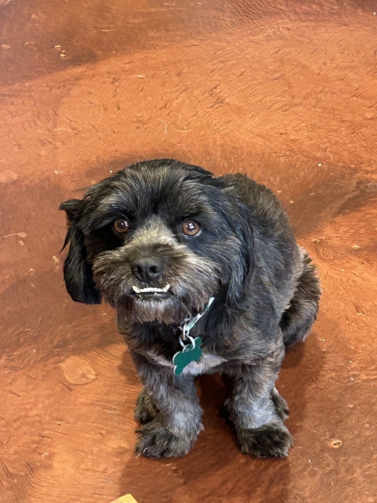 Brittany, an adoptable Havanese, Shih Tzu in San Diego, CA, 92130 | Photo Image 4