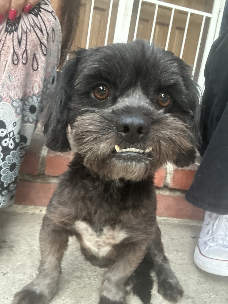 Brittany, an adoptable Havanese, Shih Tzu in San Diego, CA, 92130 | Photo Image 5