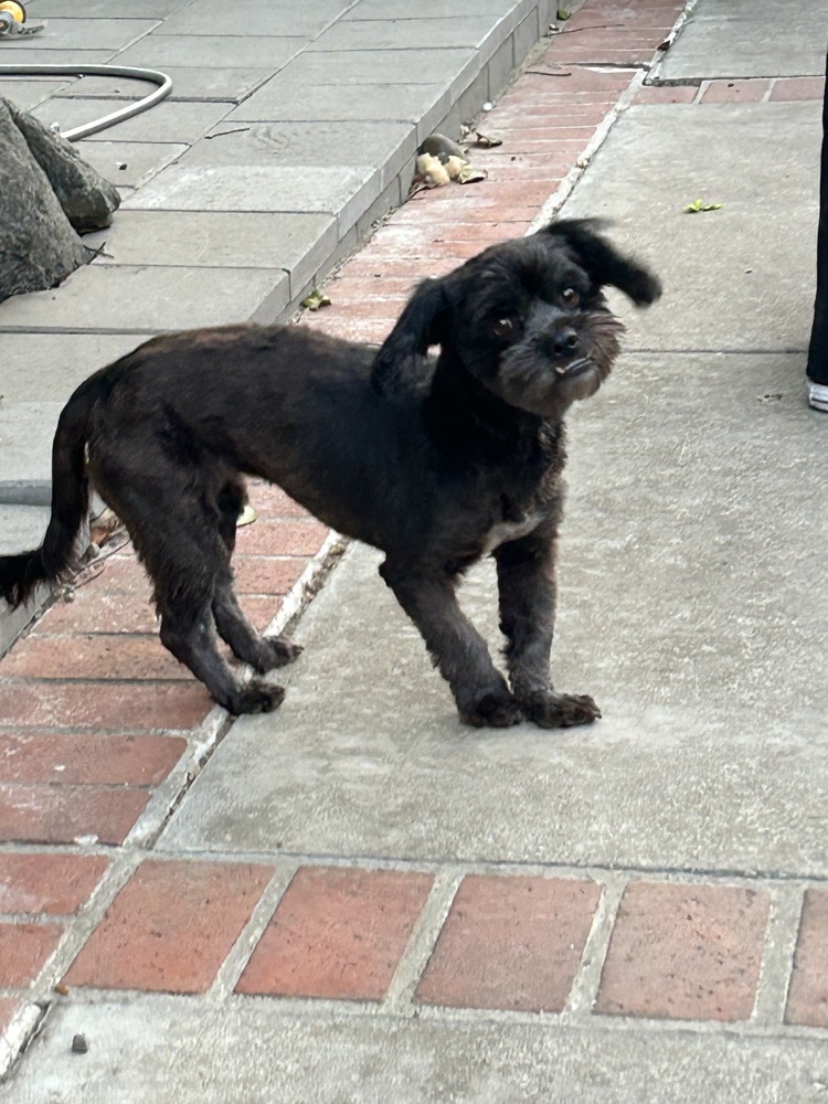 Brittany, an adoptable Havanese, Shih Tzu in San Diego, CA, 92130 | Photo Image 6