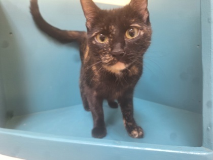 Pearl, an adoptable Domestic Short Hair in Pendleton, OR, 97801 | Photo Image 1