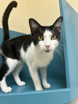 Lucy, an adoptable Domestic Short Hair in Pendleton, OR, 97801 | Photo Image 1