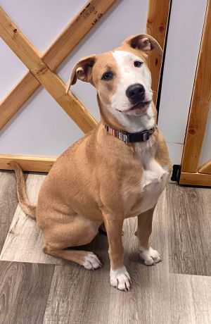Lucy, Young Female Pit Bull Terrier
