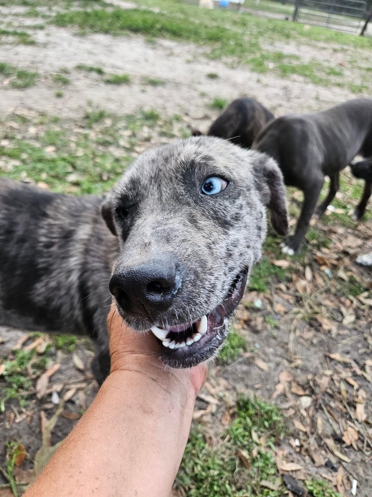 Frankie 2