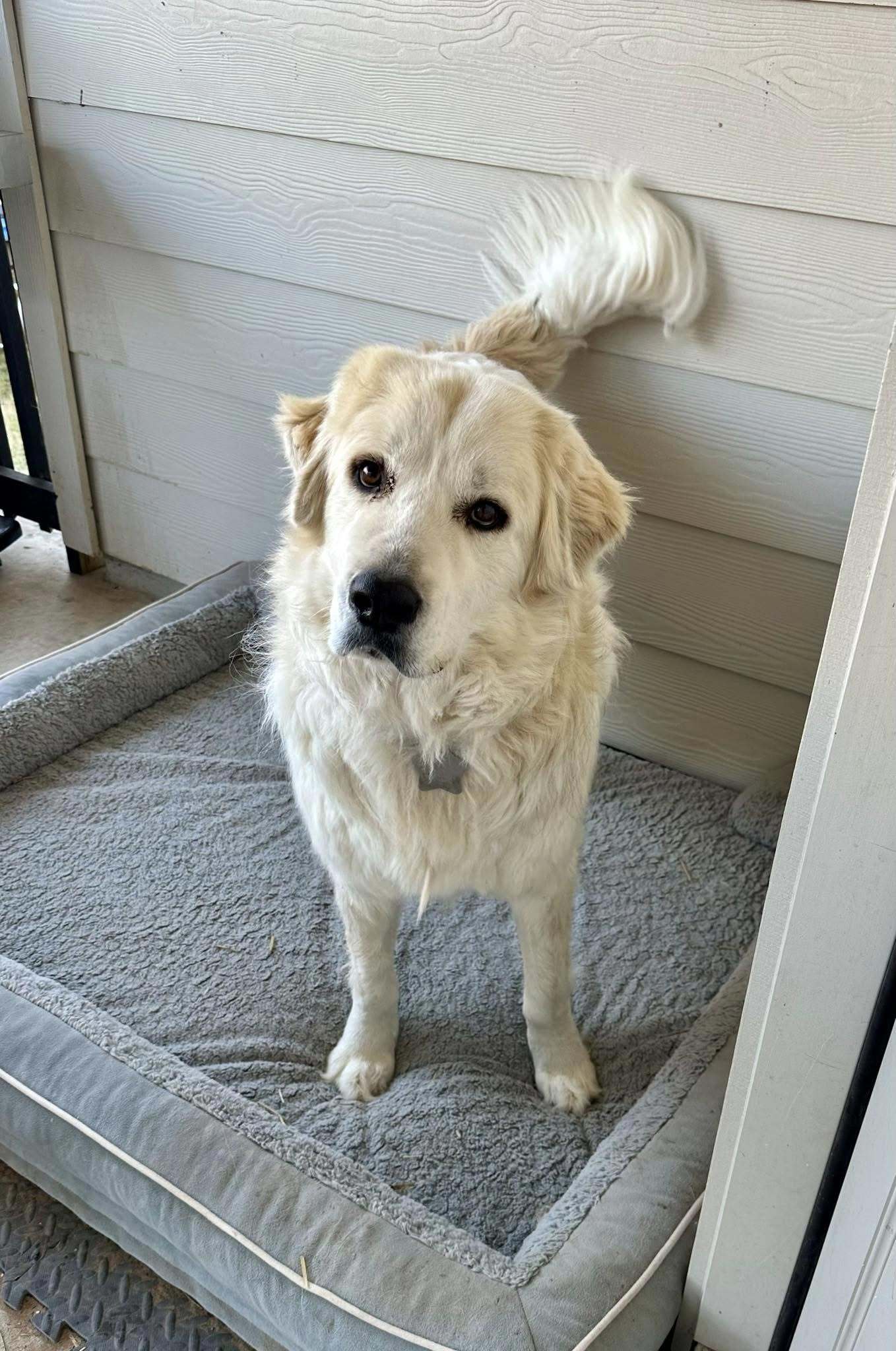Spirit Bear SAT