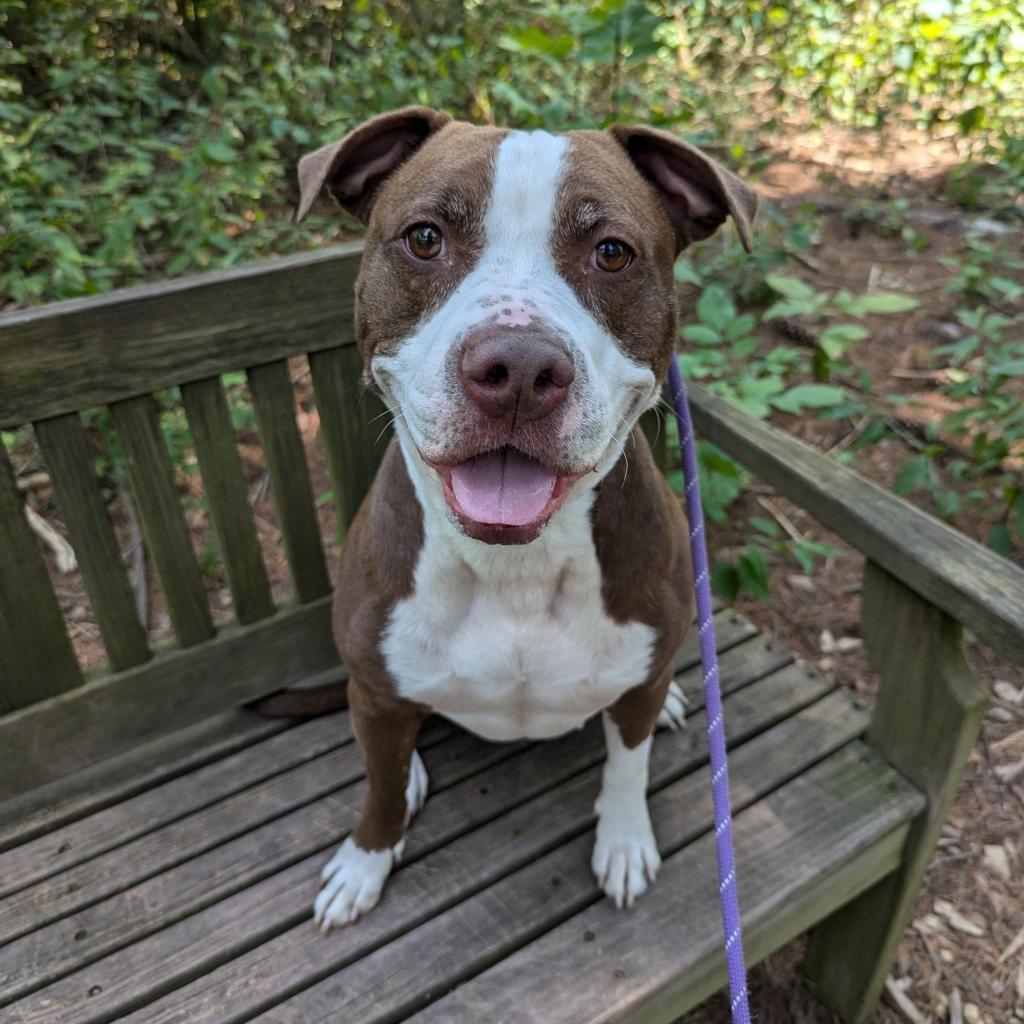 Rosie, an adoptable American Staffordshire Terrier, American Bulldog in Canastota, NY, 13032 | Photo Image 2