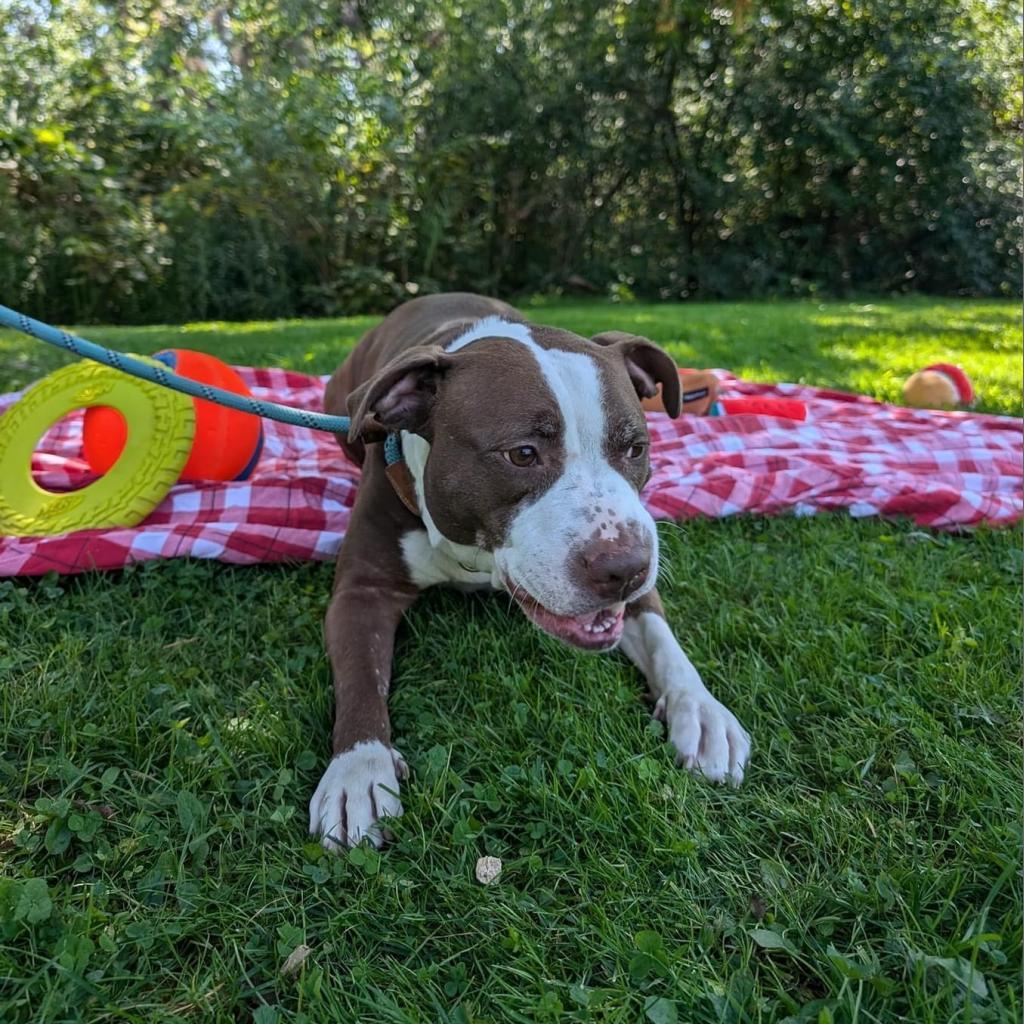 Rosie, an adoptable American Staffordshire Terrier, American Bulldog in Canastota, NY, 13032 | Photo Image 3