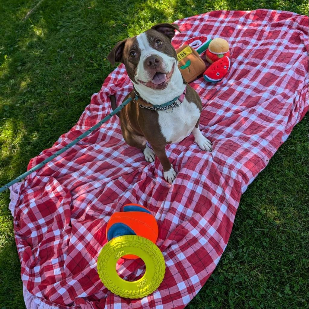 Rosie, an adoptable American Staffordshire Terrier, American Bulldog in Canastota, NY, 13032 | Photo Image 4
