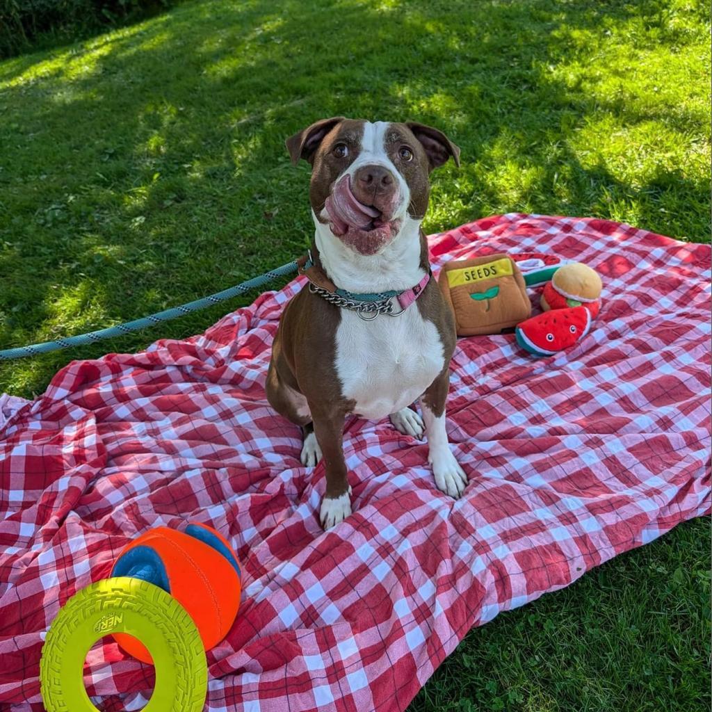 Rosie, an adoptable American Staffordshire Terrier, American Bulldog in Canastota, NY, 13032 | Photo Image 5