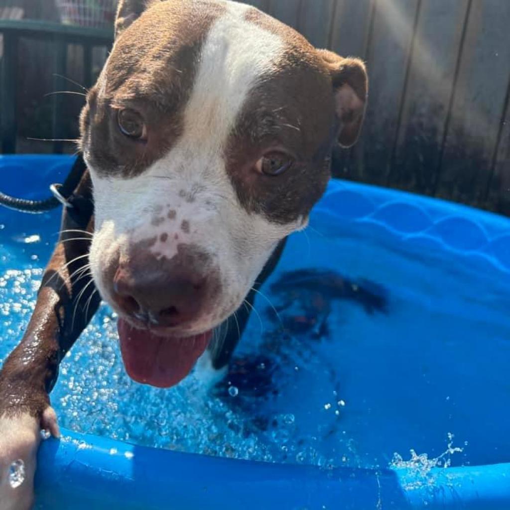 Rosie, an adoptable American Staffordshire Terrier, American Bulldog in Canastota, NY, 13032 | Photo Image 6
