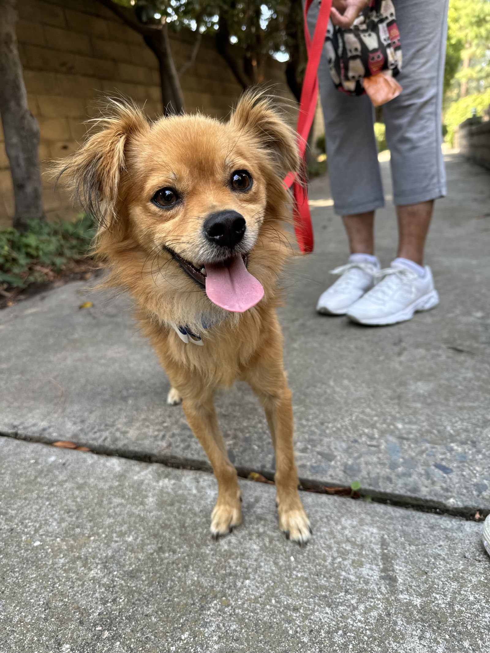 Pax, an adoptable Chihuahua, Pomeranian in Fullerton, CA, 92832 | Photo Image 1