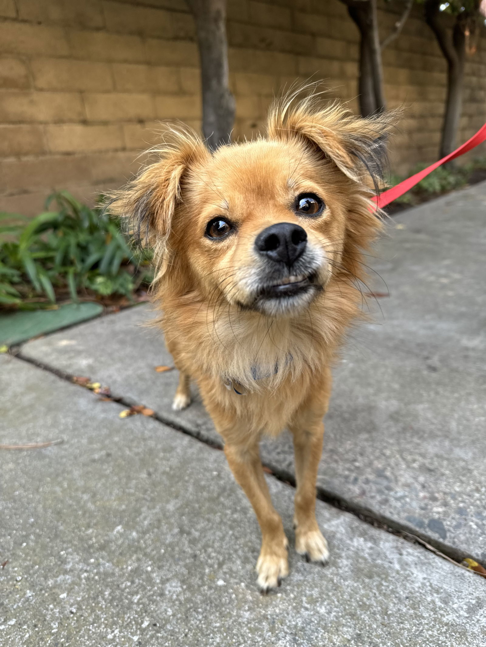 Pax, an adoptable Chihuahua, Pomeranian in Fullerton, CA, 92832 | Photo Image 2