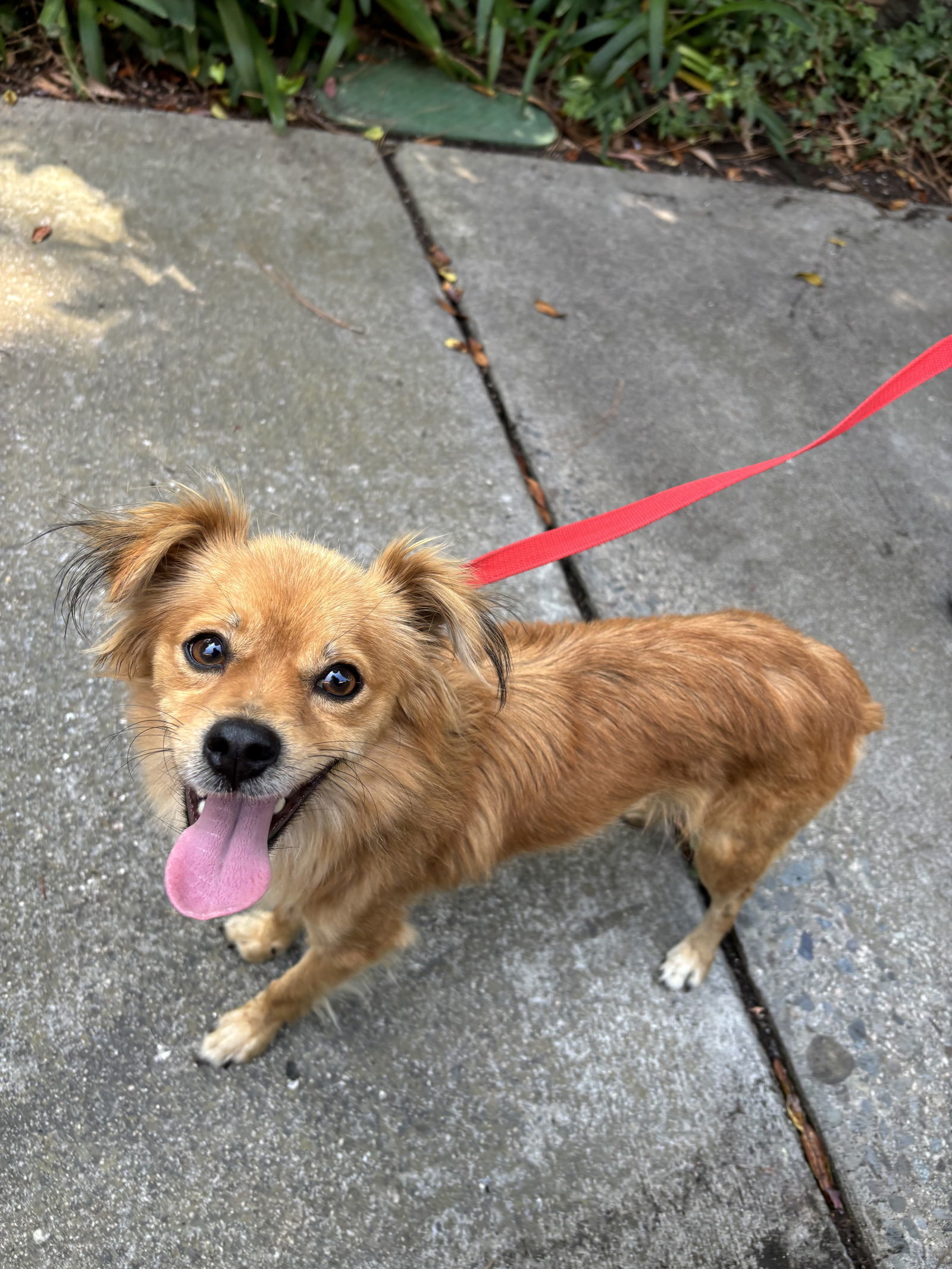 Pax, an adoptable Chihuahua, Pomeranian in Fullerton, CA, 92832 | Photo Image 3