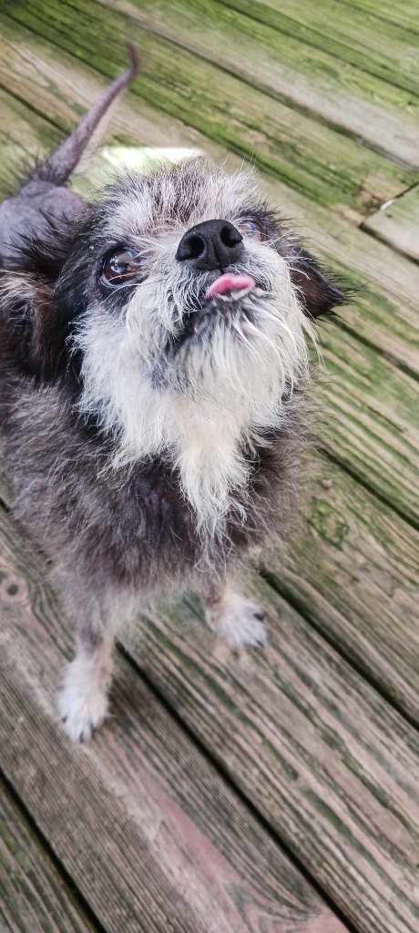 Meko, an adoptable Border Terrier, Affenpinscher in St. Augustine, FL, 32084 | Photo Image 1