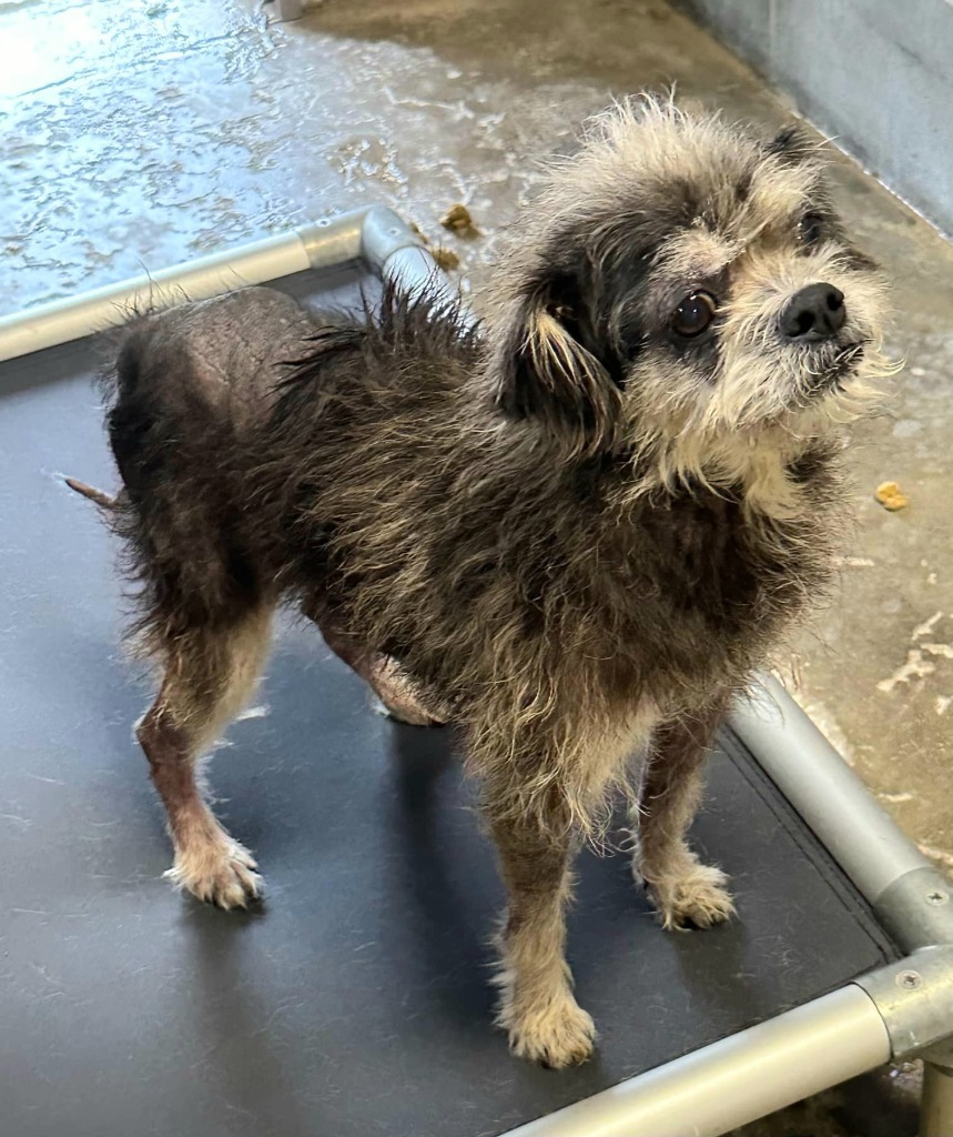 Meko, an adoptable Border Terrier, Affenpinscher in St. Augustine, FL, 32084 | Photo Image 2