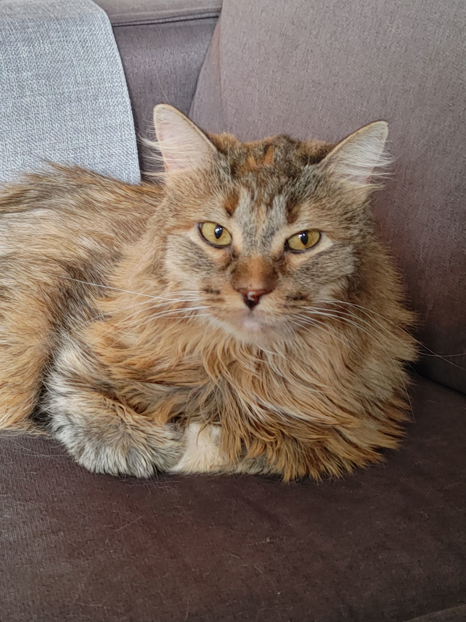 Brianna (Ellie), an adoptable Domestic Long Hair, Siberian in Walled Lake, MI, 48390 | Photo Image 1