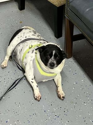 King ~, Adult Male Rat Terrier