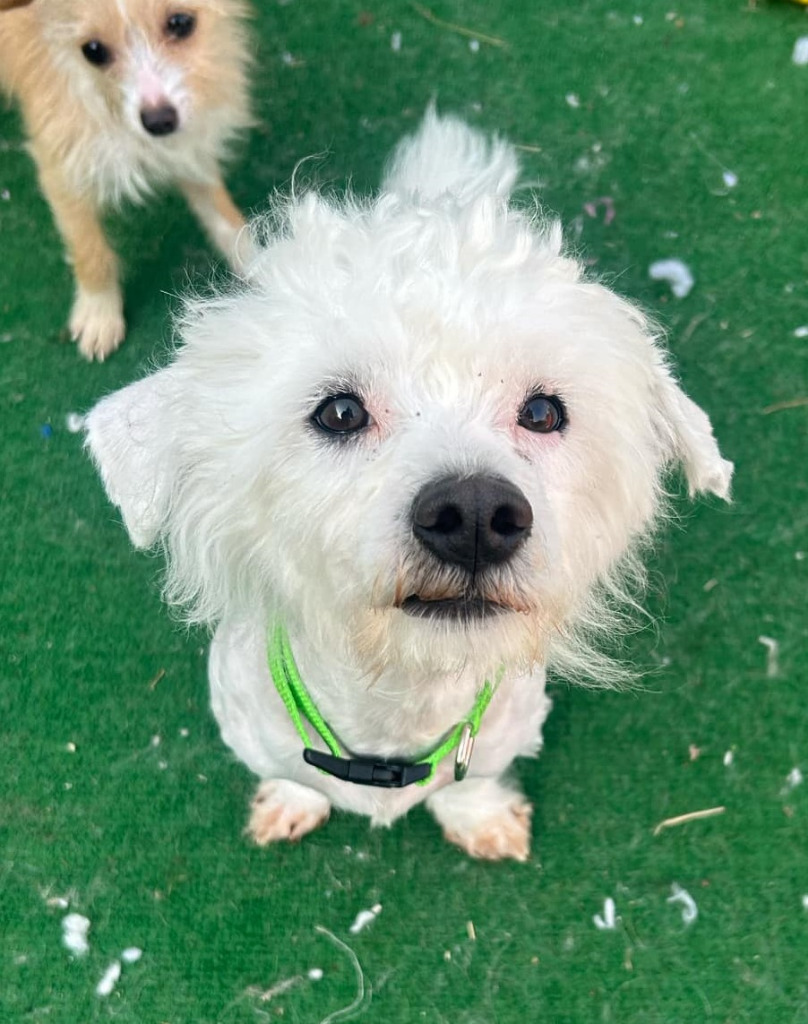 Cookie, an adoptable Havanese in Warren, MI, 48089 | Photo Image 1