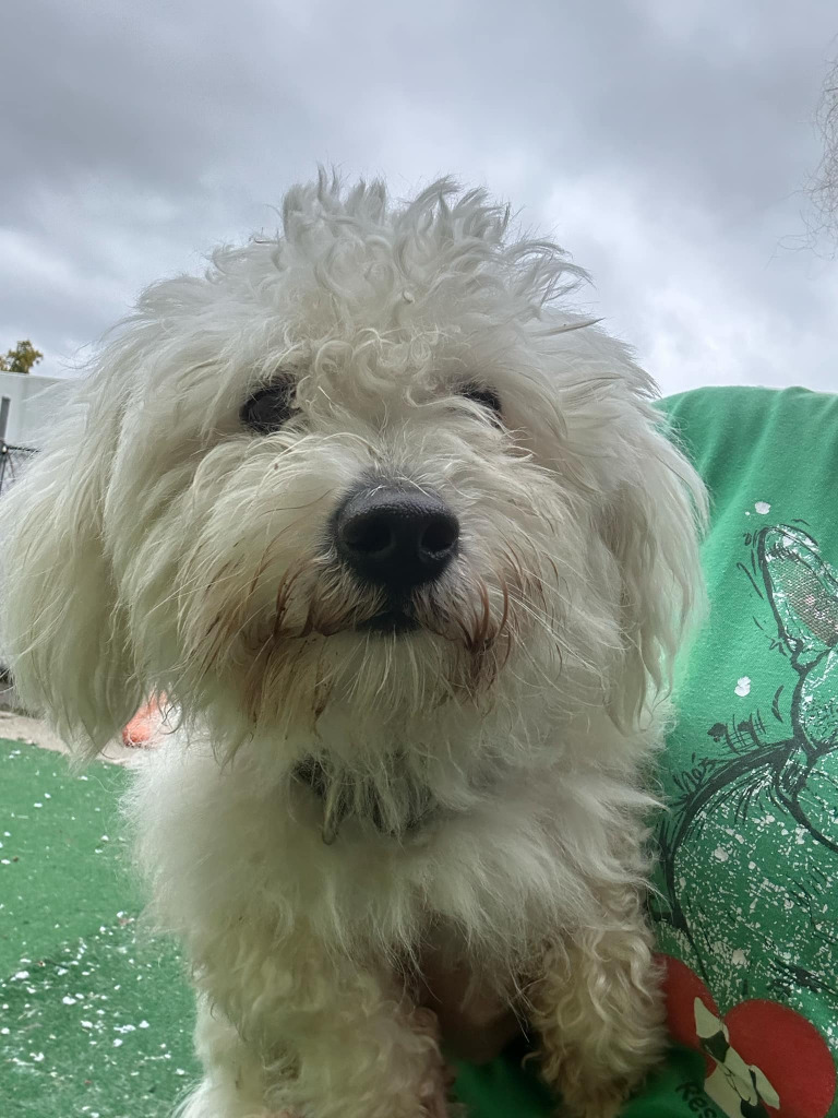 Cookie, an adoptable Havanese in Warren, MI, 48089 | Photo Image 2