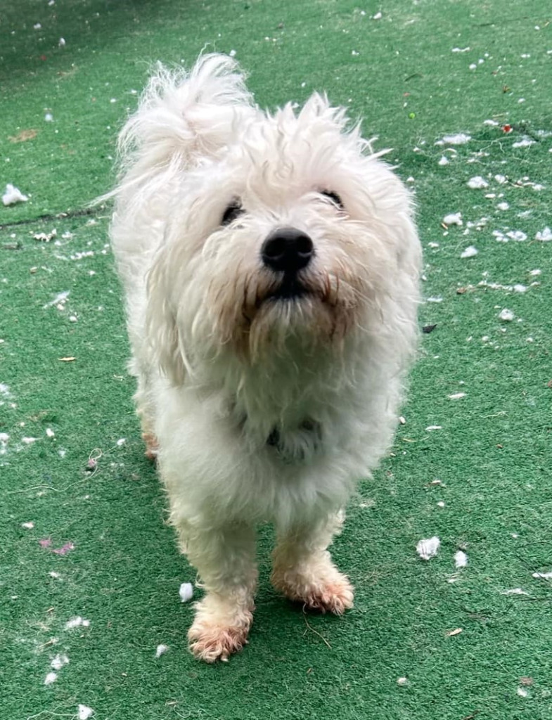 Cookie, an adoptable Havanese in Warren, MI, 48089 | Photo Image 3