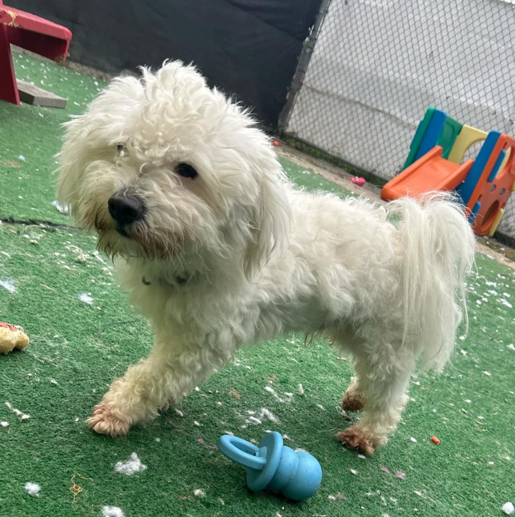 Cookie, an adoptable Havanese in Warren, MI, 48089 | Photo Image 4