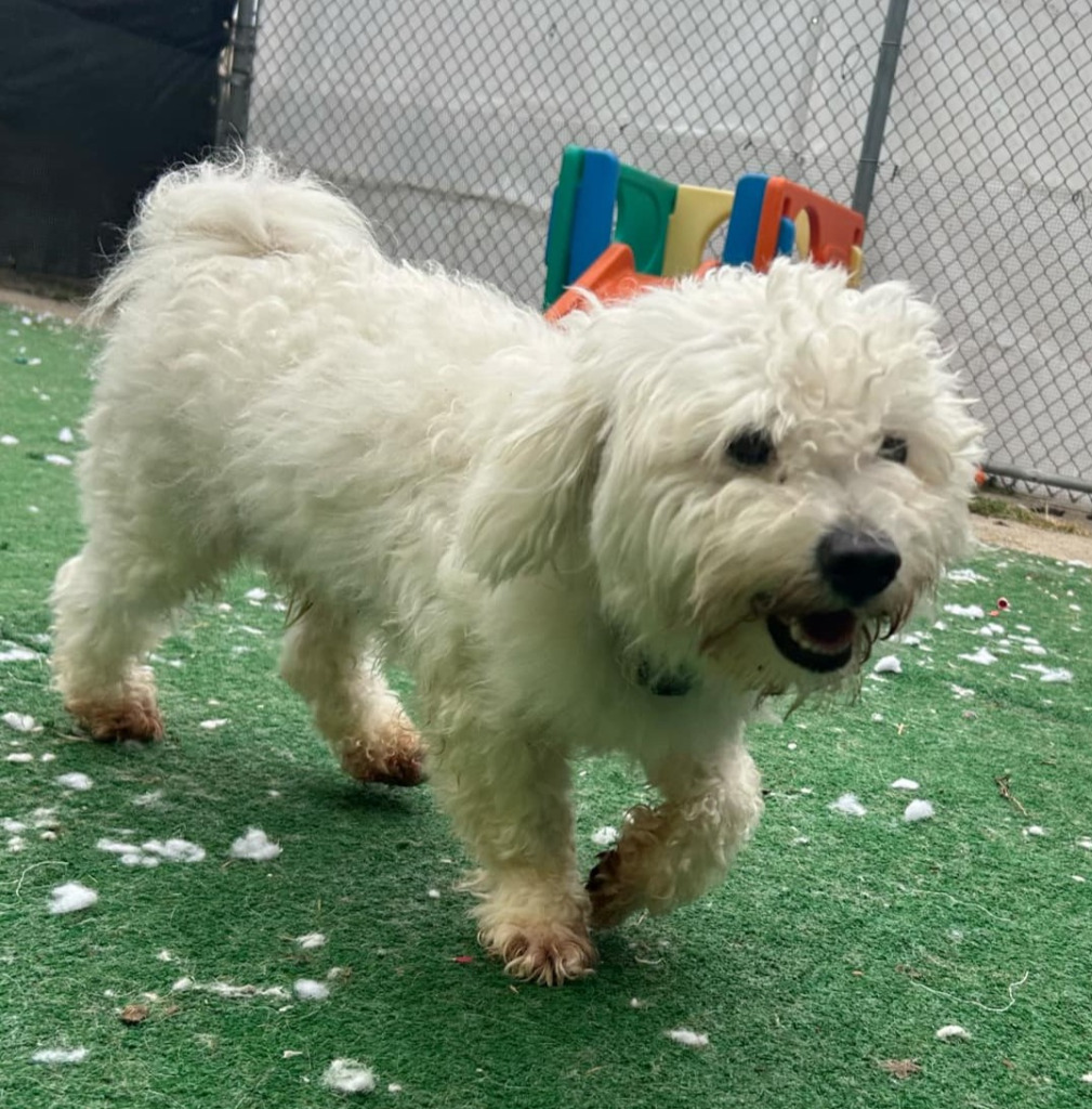 Cookie, an adoptable Havanese in Warren, MI, 48089 | Photo Image 5