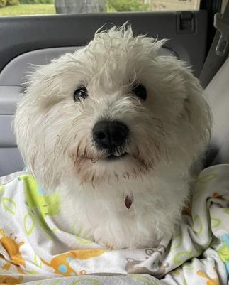 Cookie, an adoptable Havanese in Warren, MI, 48089 | Photo Image 6