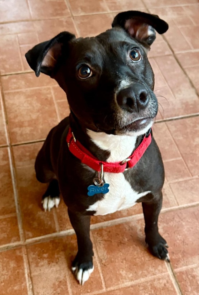 River, an adoptable Mixed Breed in San Juan de Abajo, NAY, 63732 | Photo Image 1