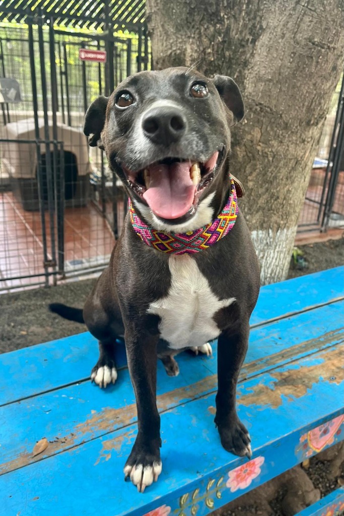 River, an adoptable Mixed Breed in San Juan de Abajo, NAY, 63732 | Photo Image 1
