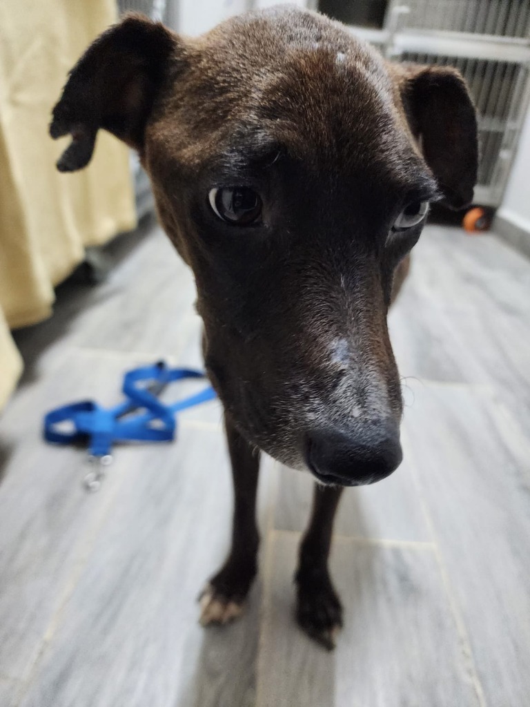 River, an adoptable Mixed Breed in San Juan de Abajo, NAY, 63732 | Photo Image 2
