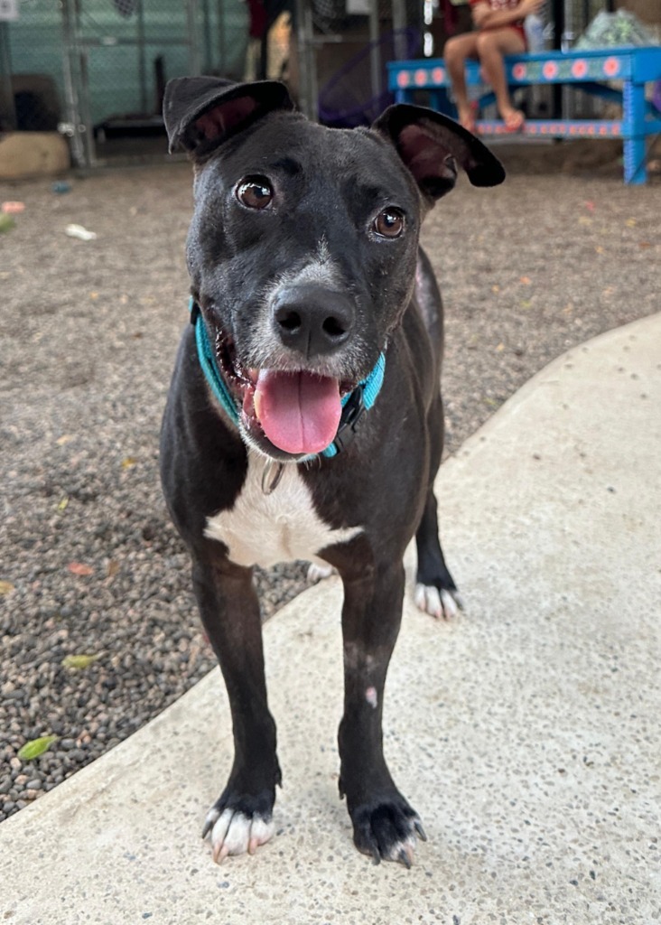 River, an adoptable Mixed Breed in San Juan de Abajo, NAY, 63732 | Photo Image 3