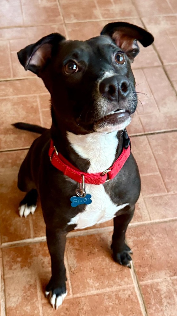 River, an adoptable Mixed Breed in San Juan de Abajo, NAY, 63732 | Photo Image 4